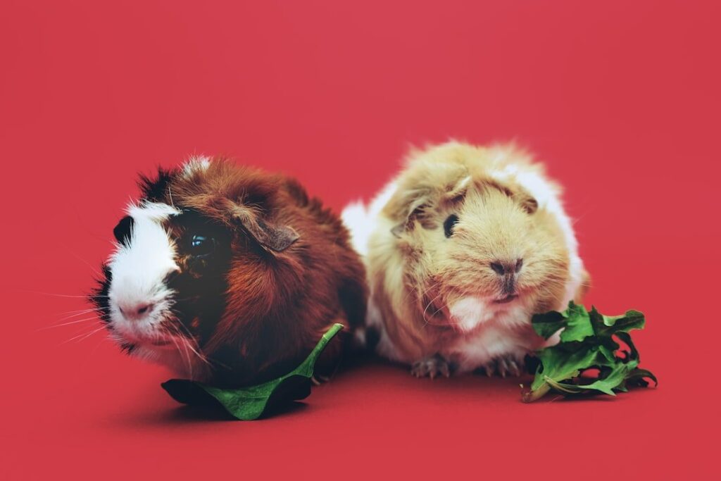 Two guinea pigs eating carrots on a red background.