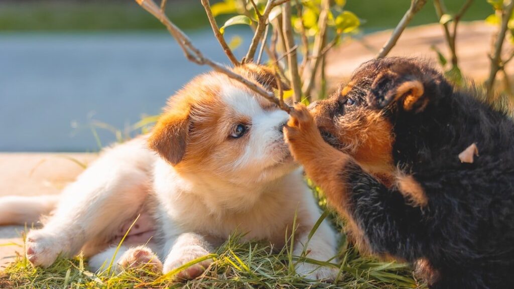 Two puppies interacting outdoors.
