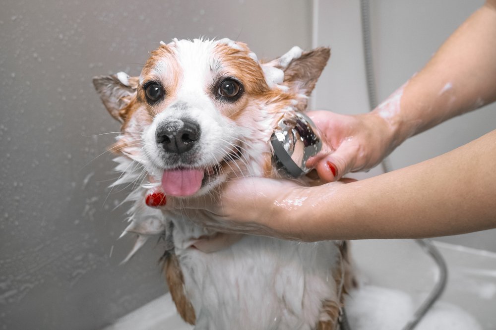 Small dog getting a bath and grooming with soap on its head.