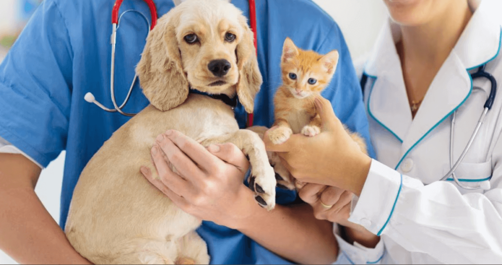 Veterinarian holding a golden retriever puppy and orange kitten for a wellness check.