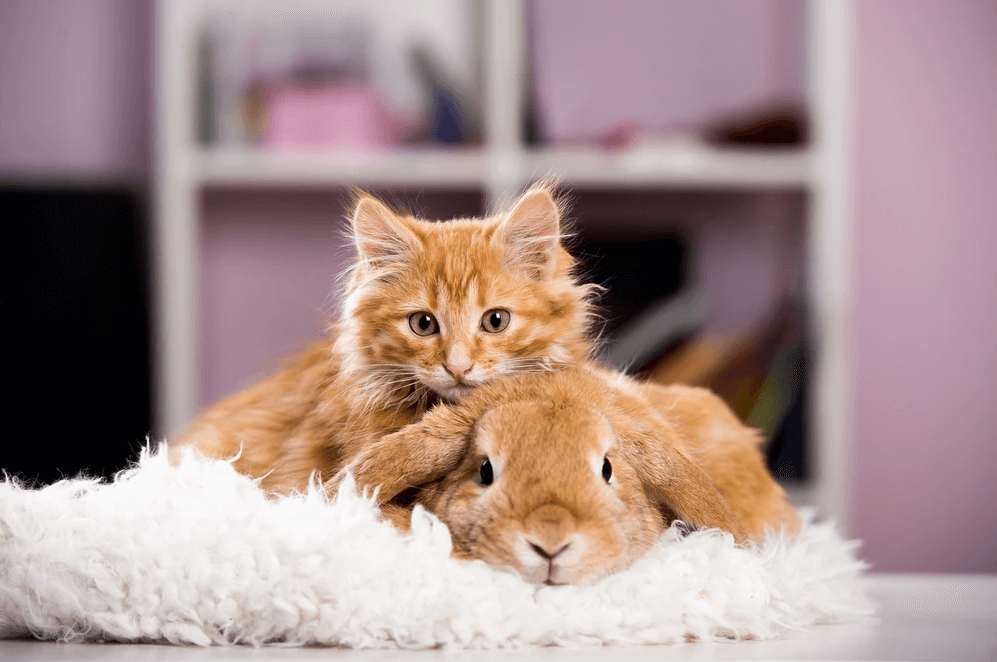 An orange tabby kitten and an orange bunny cuddling on a white furry blanket.
