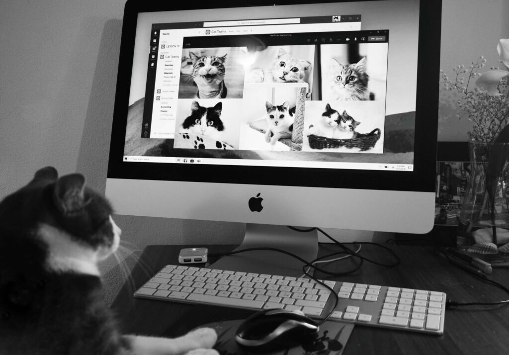 Black and white photo of a cat sitting at a computer, appearing to browse images of other cats on the screen.