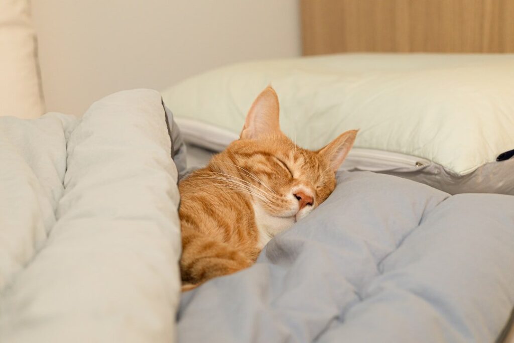 Orange tabby cat napping peacefully in bed.