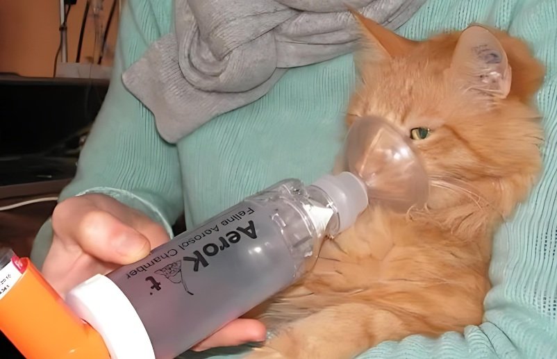 Orange tabby cat receiving asthma inhaler treatment