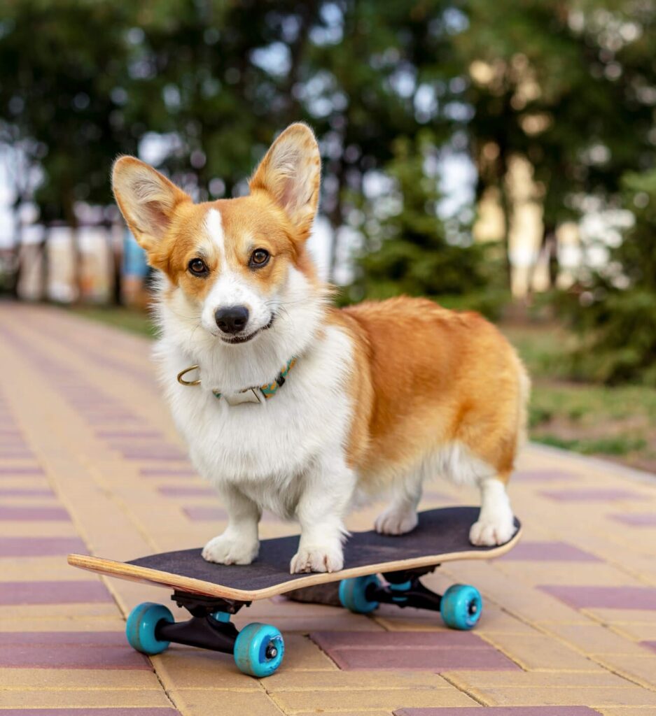Playful corgi riding a skateboard down a sunny path, looking confidently ahead.