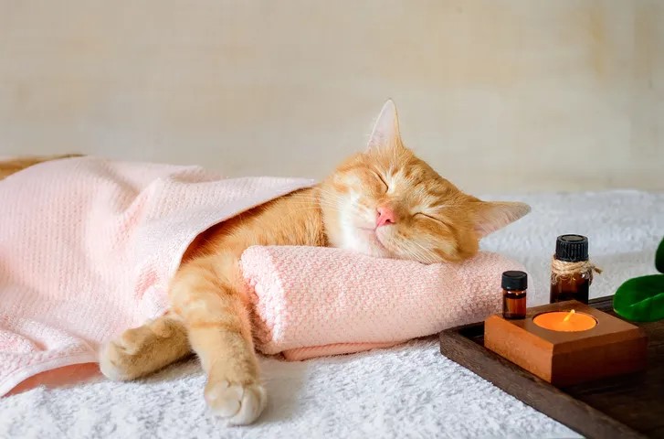 Cozy orange cat sleeping peacefully under a pink blanket next to an essential oil diffuser.