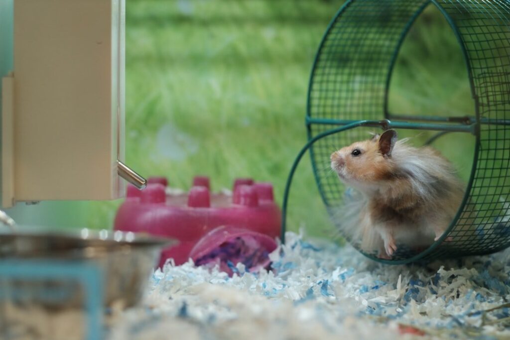 Pet hamster beside an exercise wheel in a cage.