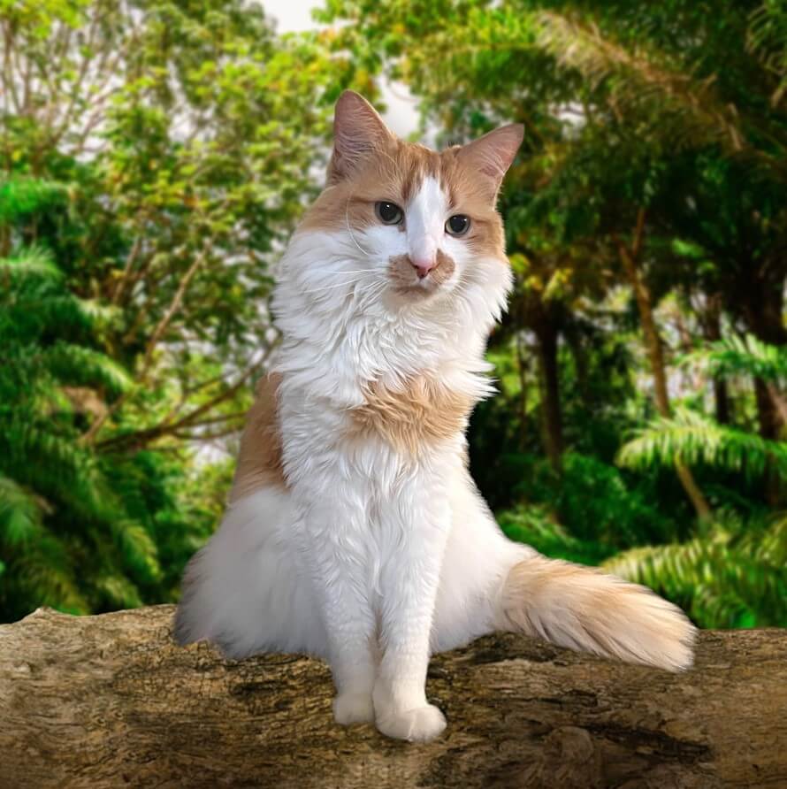 Antioch the cat