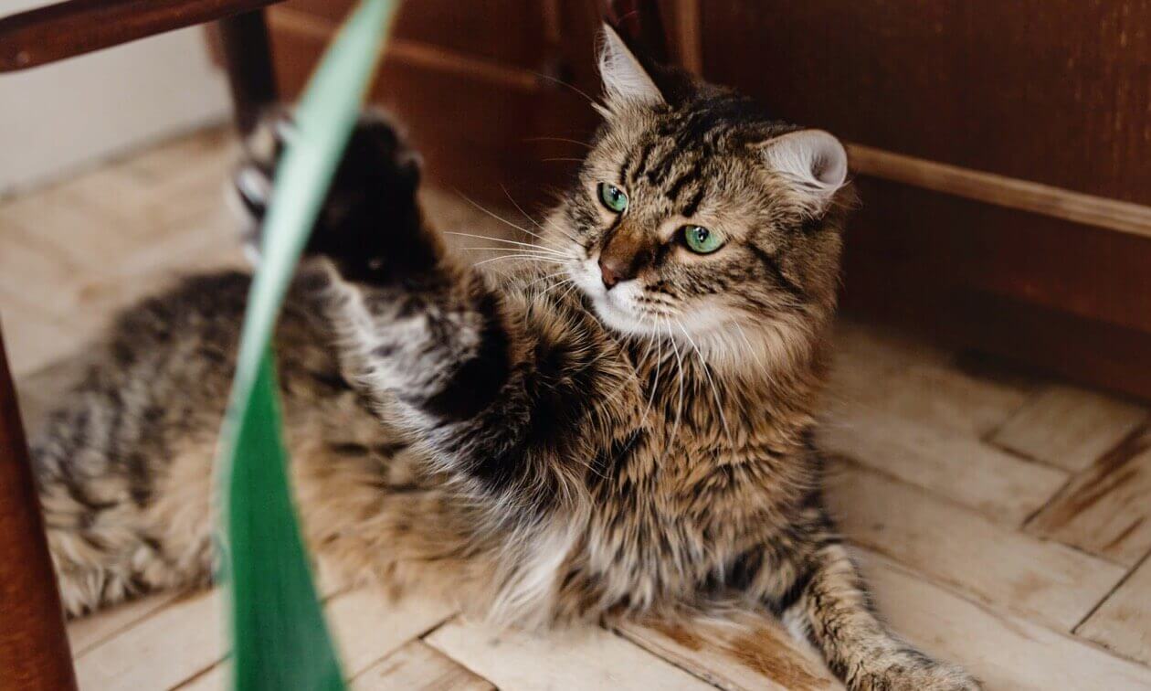 Senior cat playing gently during an in-home care visit in Charlottesville, VA