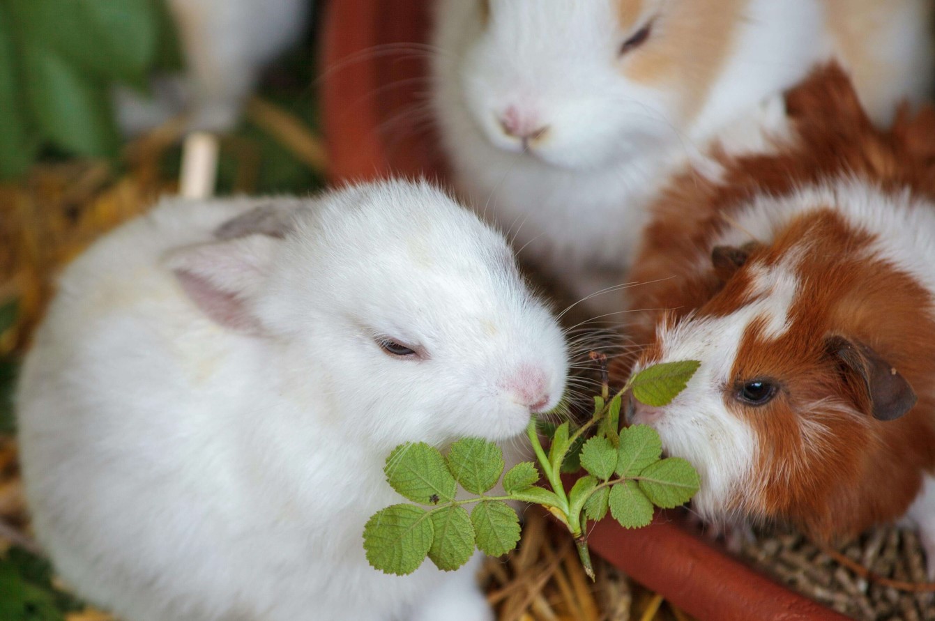 Rabbit and guinea pig snacking comfortably at home during small animal pet sitting visit in Charlottesville, VA