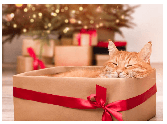 Cat relaxing comfortably during a holiday pet sitting visit in Charlottesville, VA