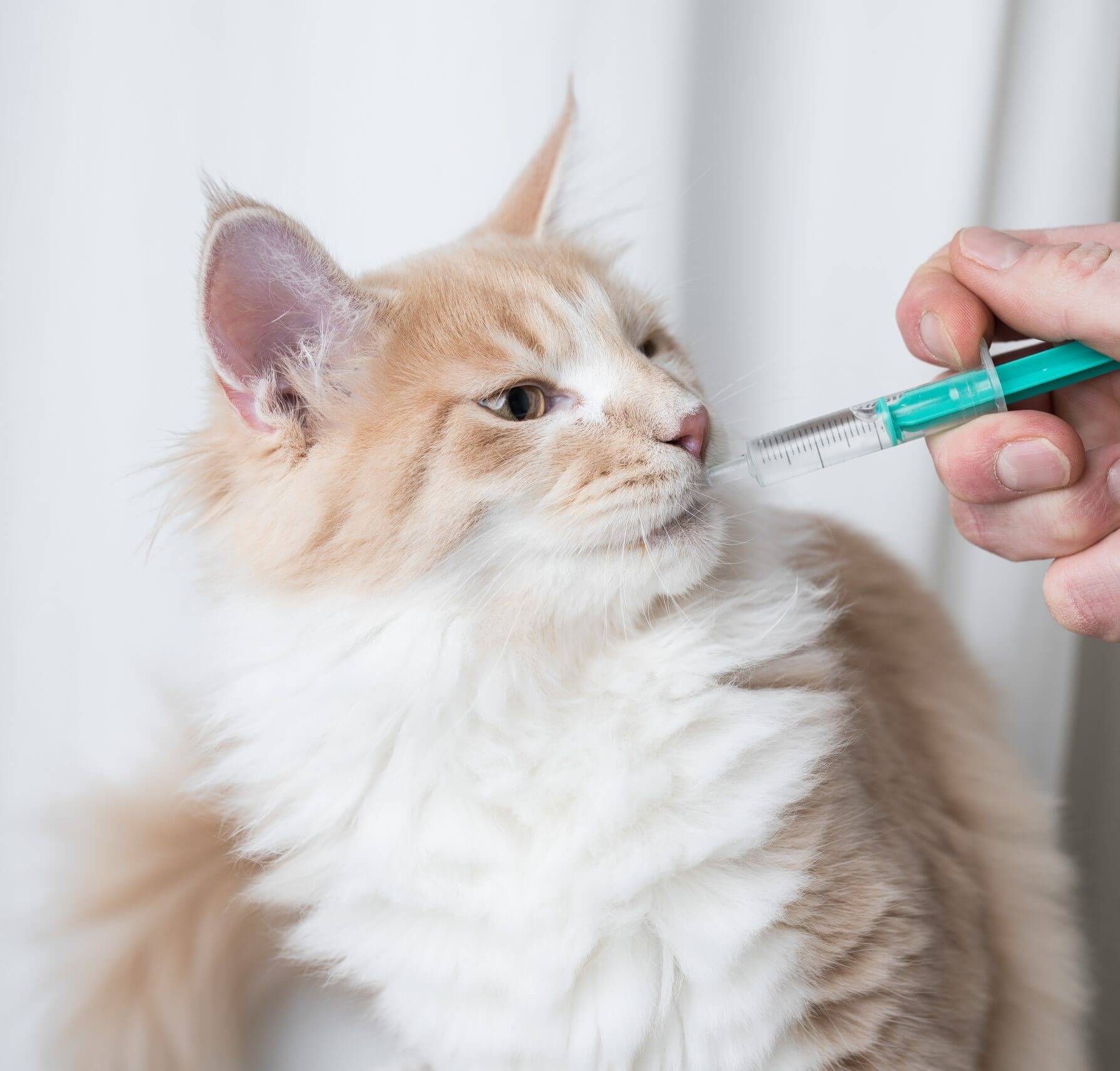 Cat receiving medication support in Charlottesville, VA