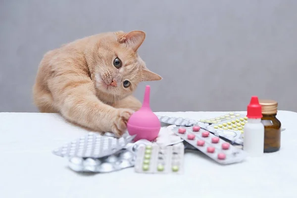 Cat examining medicine during medication support visit in Charlottesville, VA