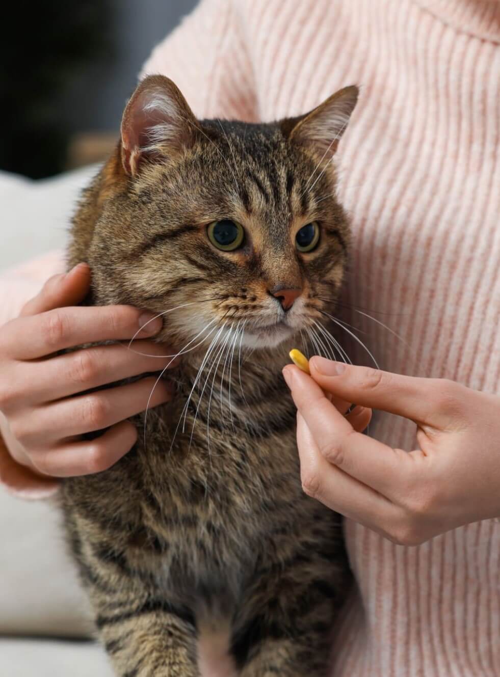 Calm cat resting at home during medication care in Charlottesville, VA