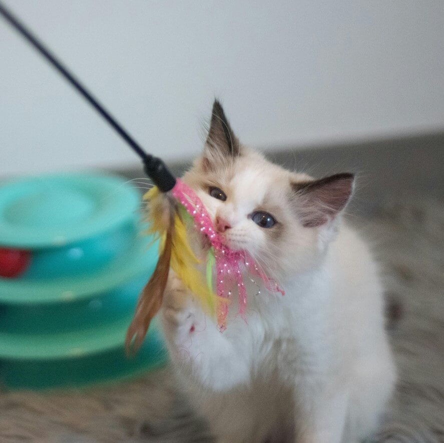 A kitten playing in Charlottesville, VA