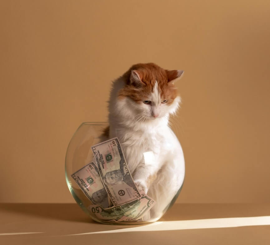 Pet resting comfortably at home during an in-home pet sitting visit