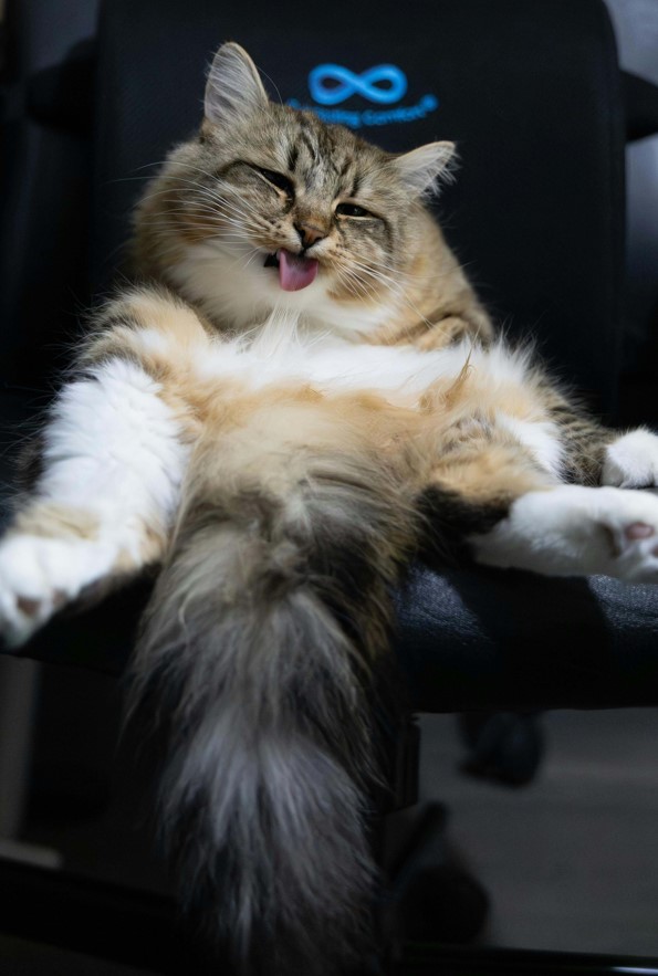 Cat relaxing comfortably at home during pet sitting visit in Charlottesville, VA