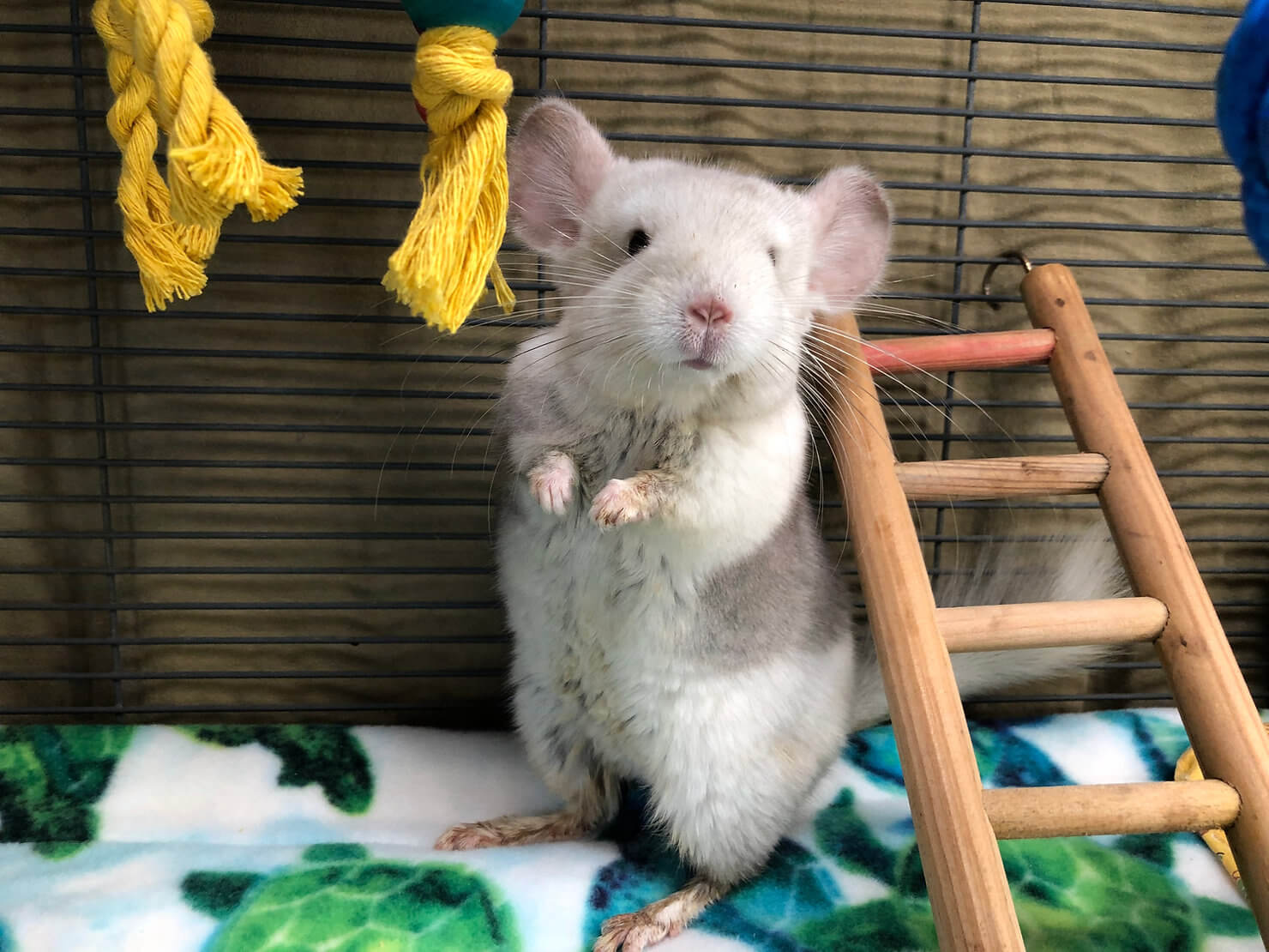 Chinchilla care in Charlottesville, VA