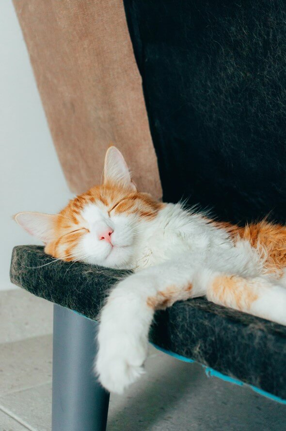 Cat napping happyily during cat sitting in Charlottesville, VA