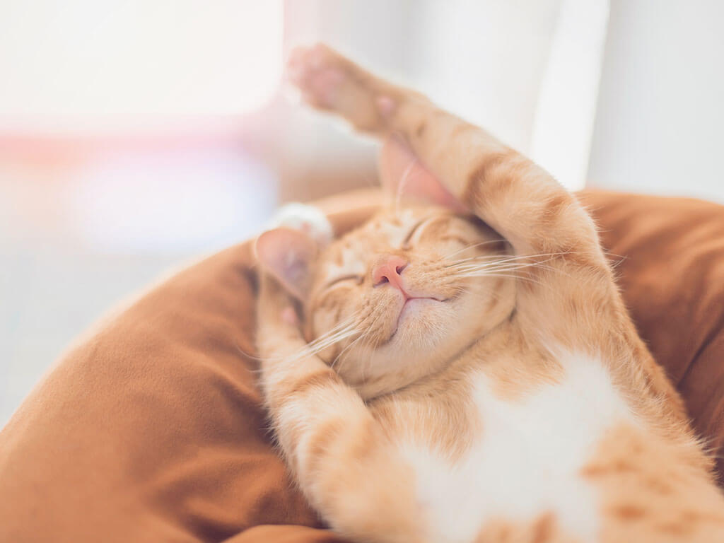 Pet resting comfortably at home during an in-home pet sitting visit