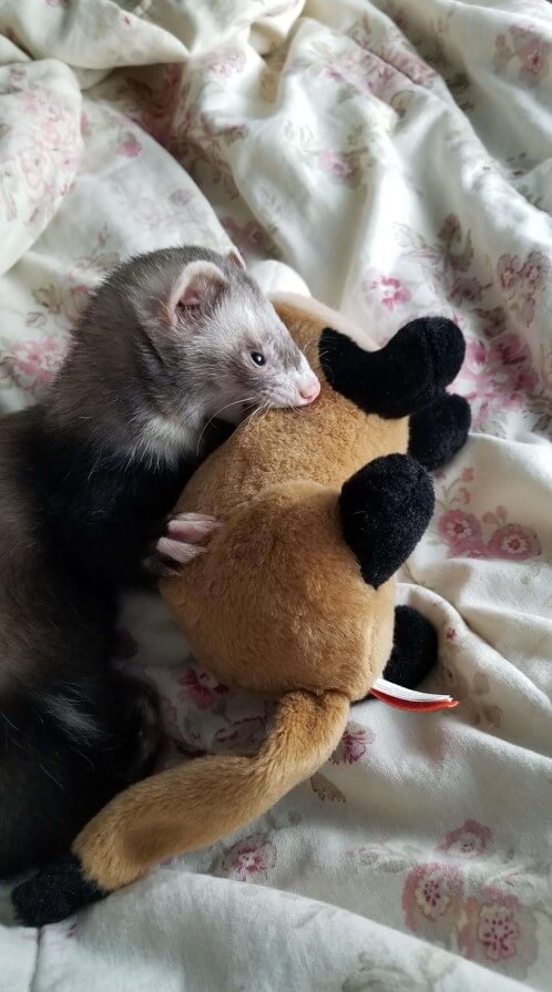 Ferret snuggling stuffed animal in Charlottesville, VA