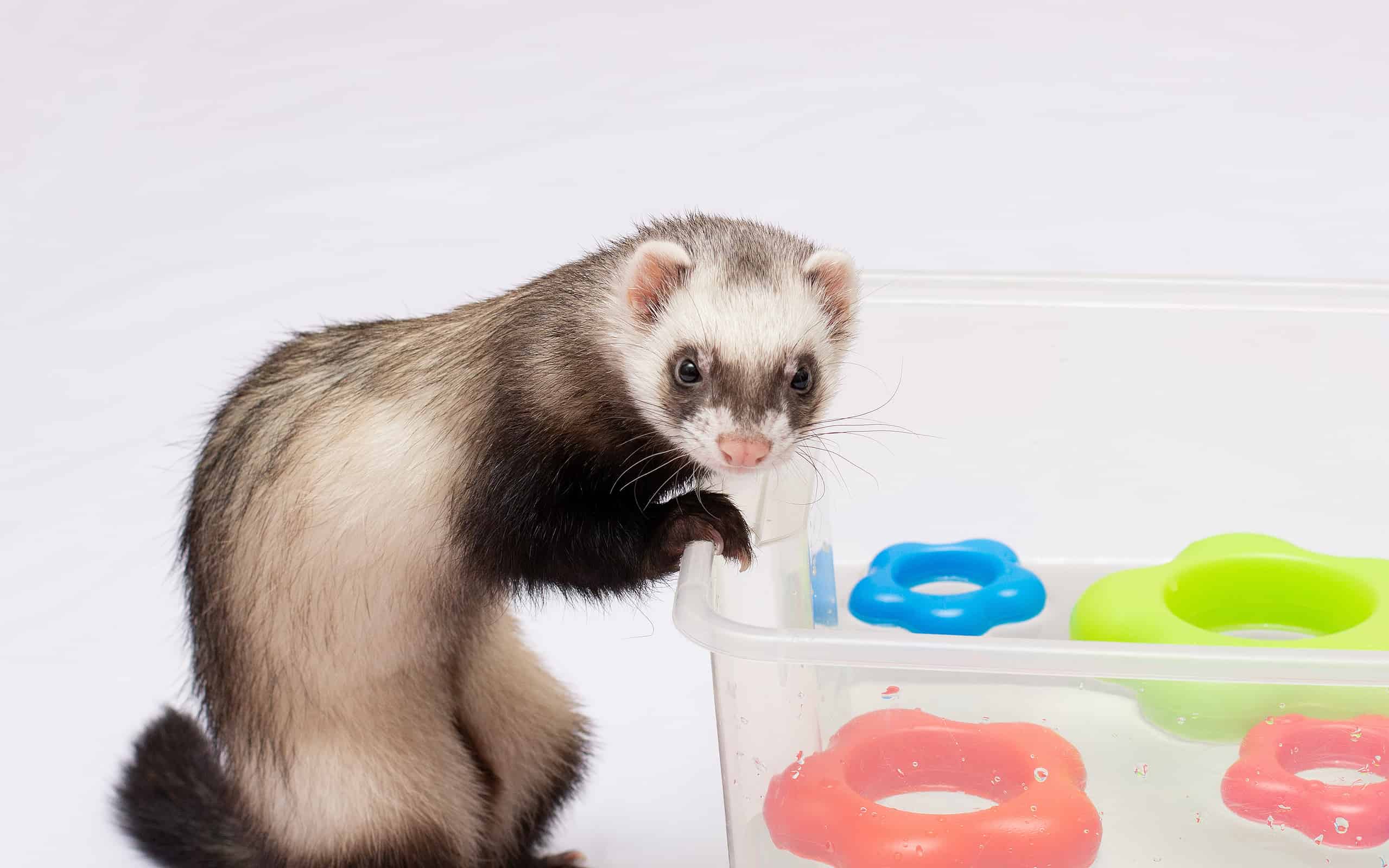 Ferret playing during pet sitting in Charlottesville, VA