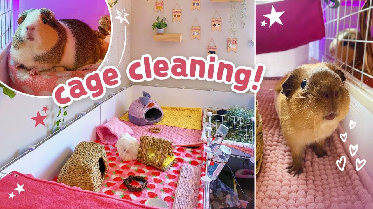 Clean guinea pig habitat with fresh bedding and hay in Charlottesville, VA