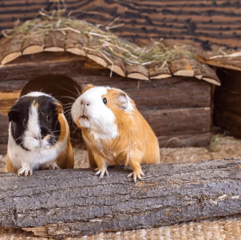 Guinea pigs resting comfortably in a calm home environment in Charlottesville, VA