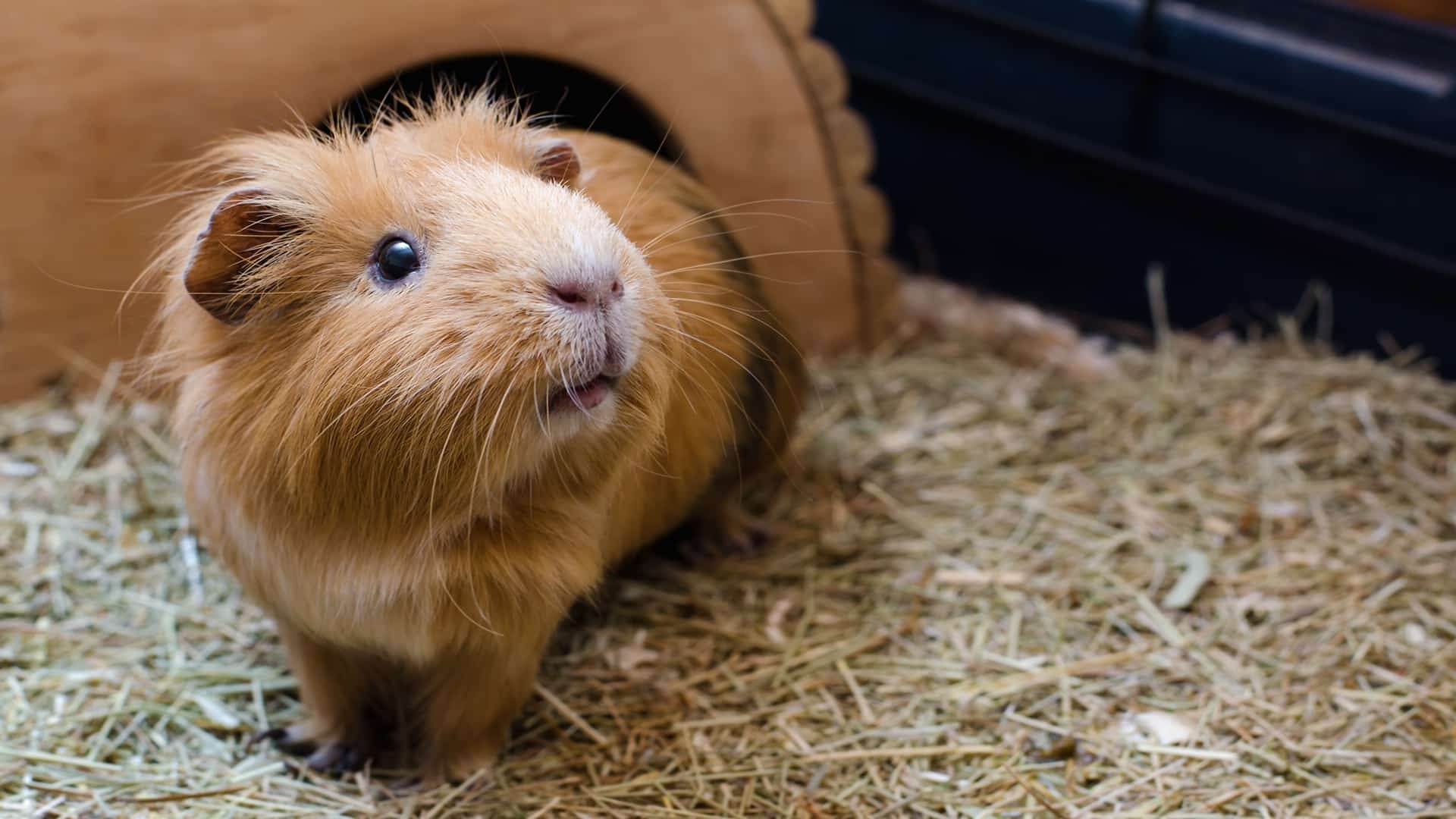 Guinea pig resting comfortably at home in Charlottesville, VA
