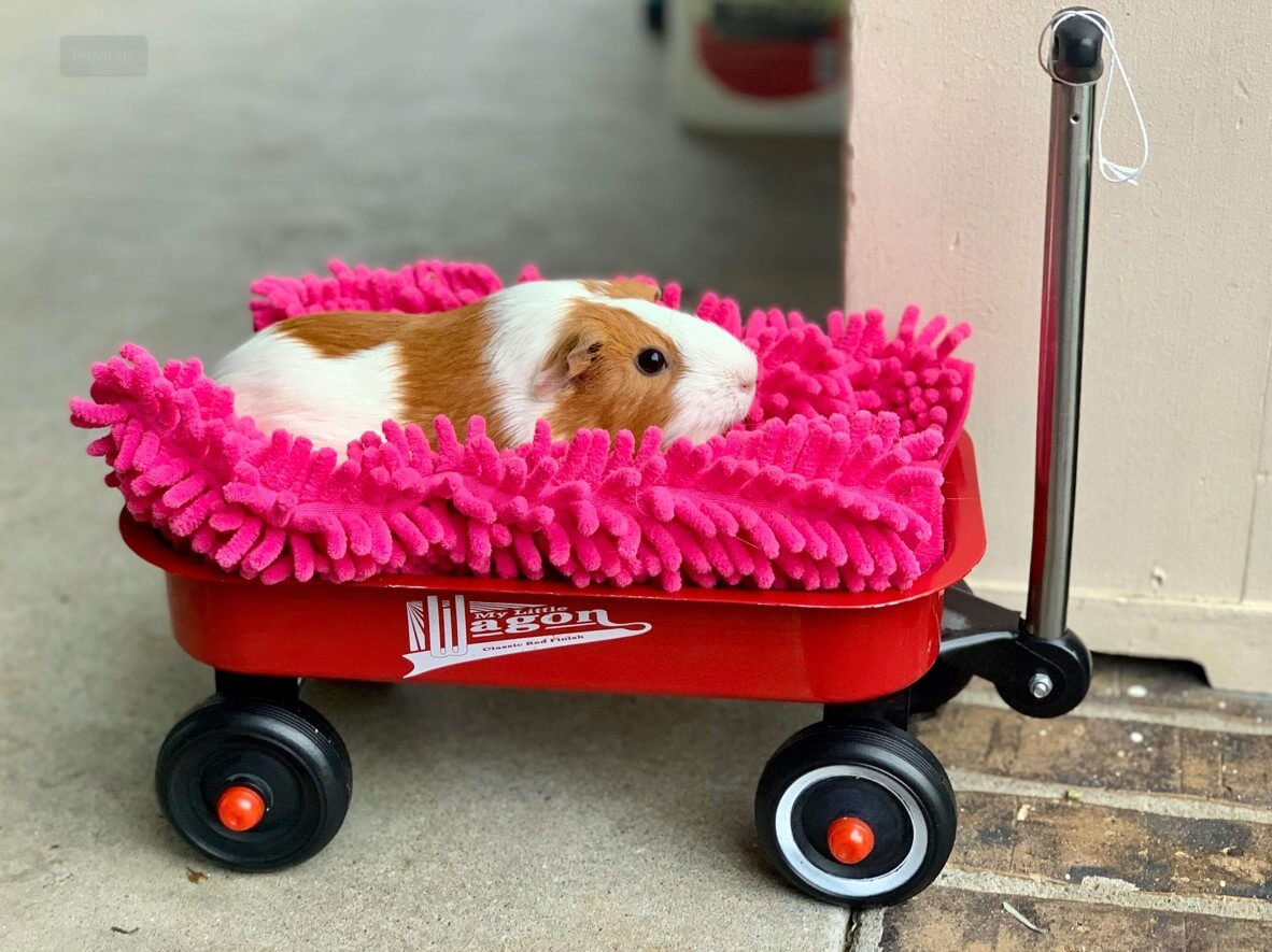 Guinea pig in wagon during pet sitting in Charlottesville, VA
