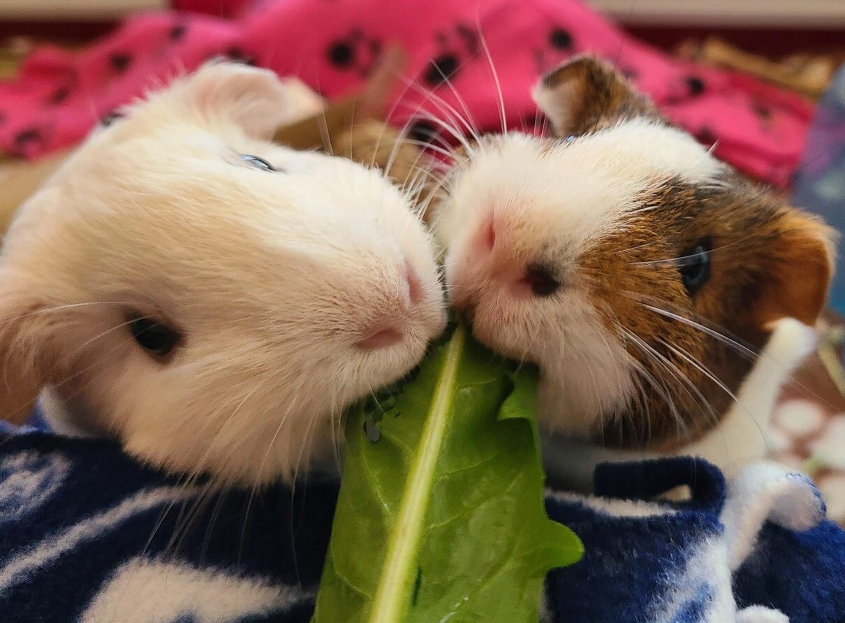 Two guinea pigs sharing lettuce in Charlottesville, VA pet sitting