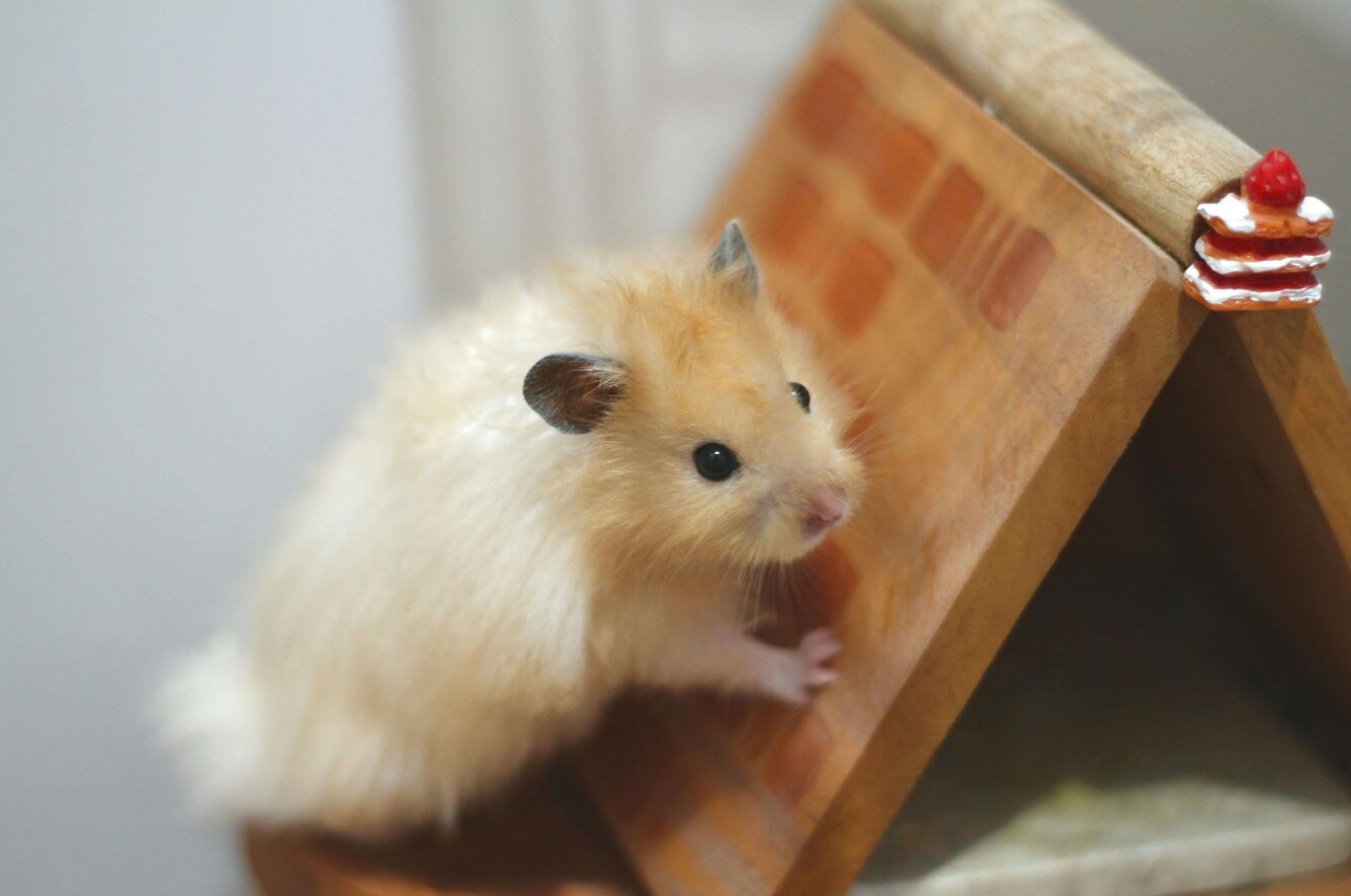 Hamster playing in cage in Charlottesville, VA