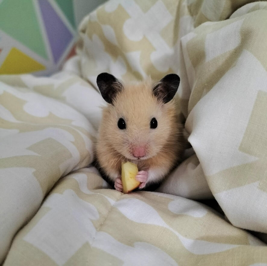 Calm pet receiving attentive in-home pet sitting care