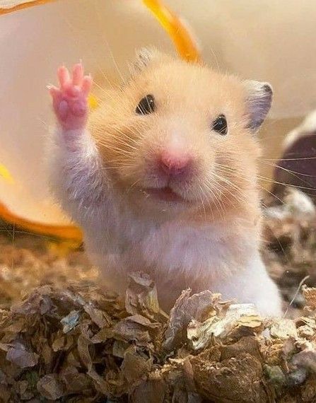 Hamster care in Charlottesville, VA