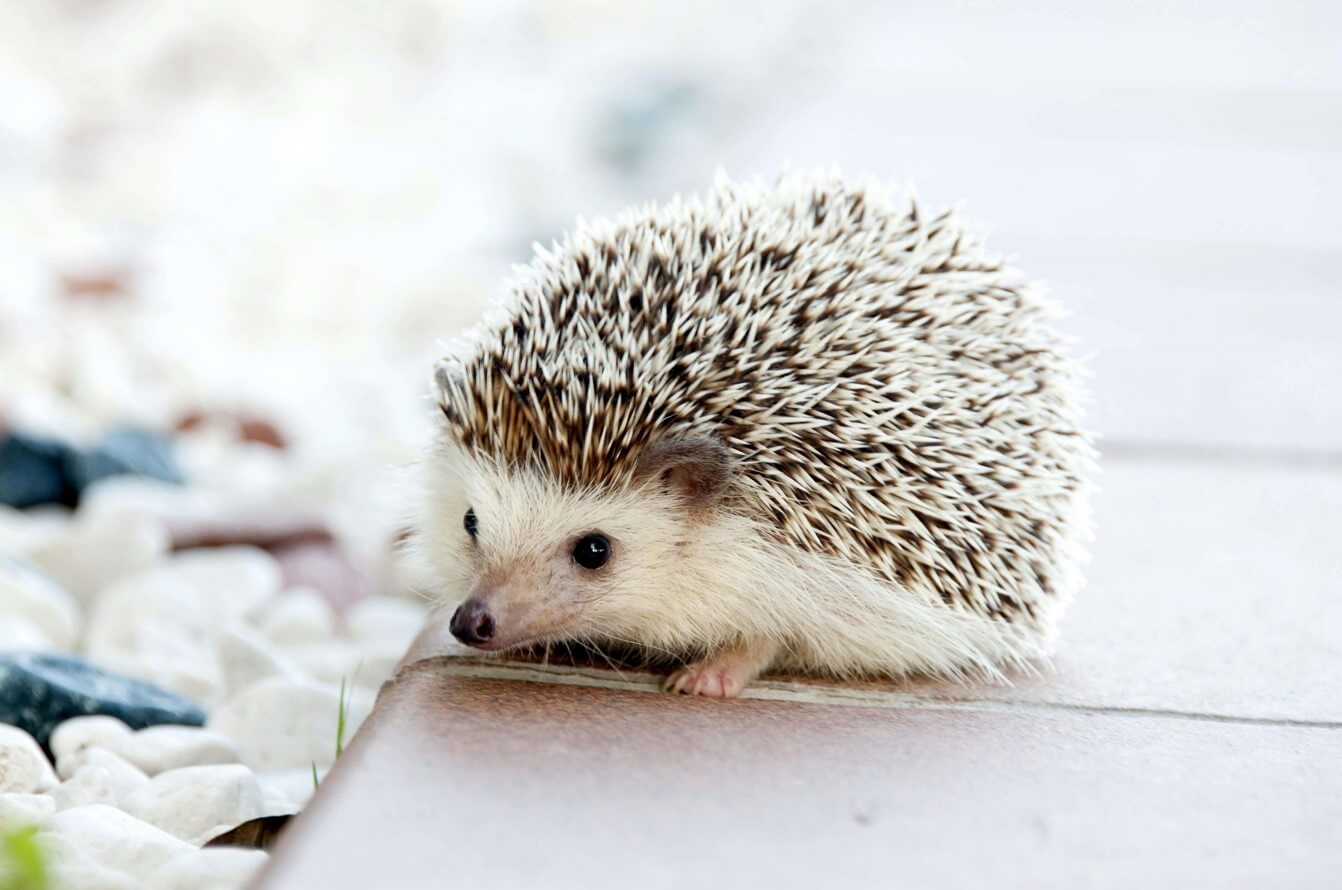 Hedgehog care in Charlottesville, VA