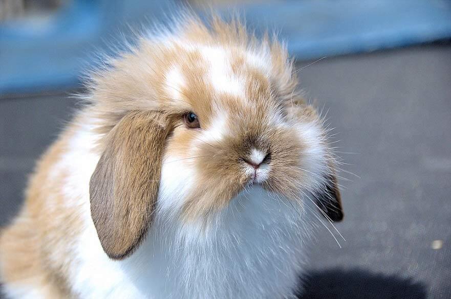 Rabbit and guinea pig receiving attentive in-home small pet care