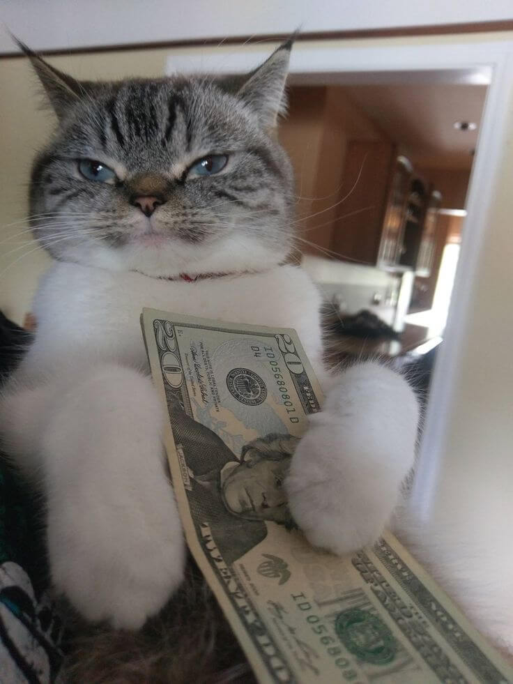 Cat holding cash for pet sitting in Charlottesville, VA