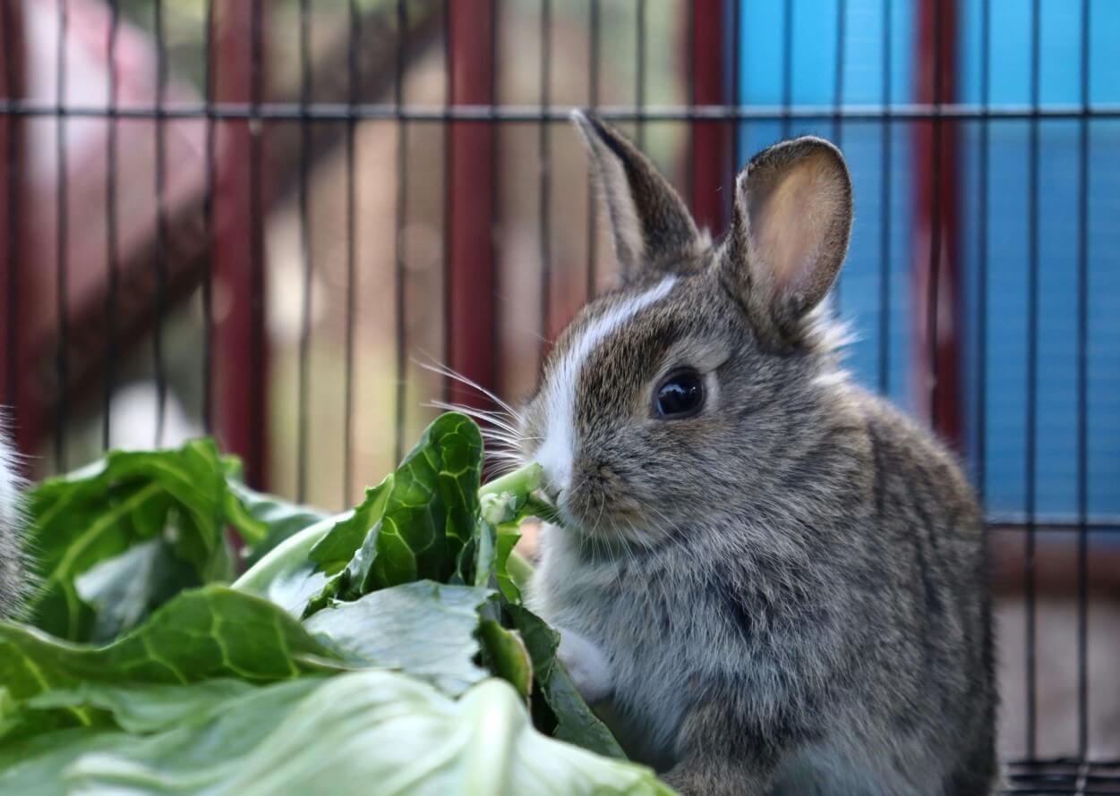 Rabbit resting comfortably during an in-home rabbit sitting visit in Charlottesville, VA