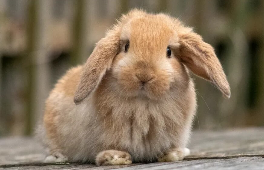 A rabbit in Charlottesville, VA pet sitting environment