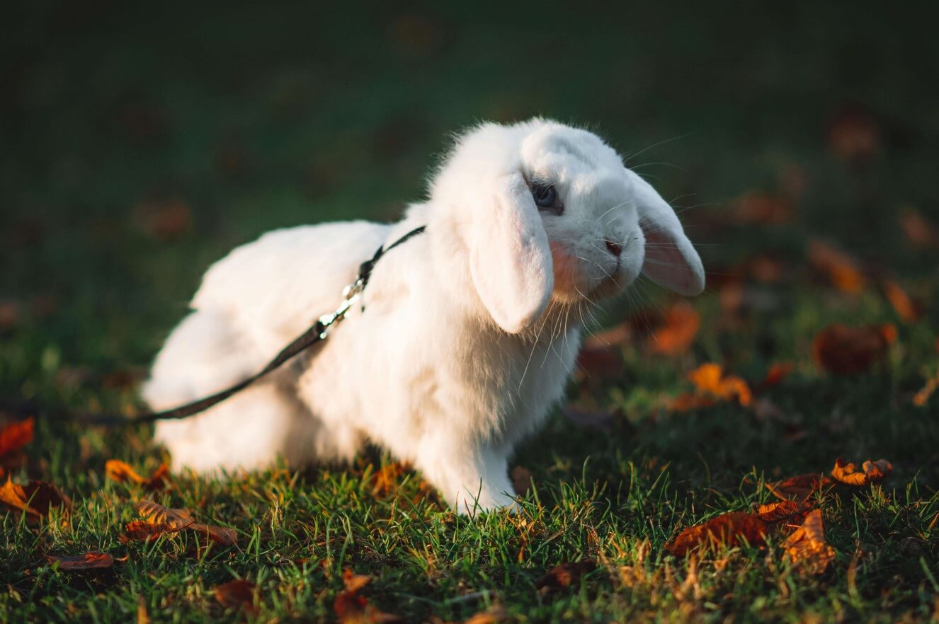 Rabbit on a leash in the yard in Charlottesville, VA