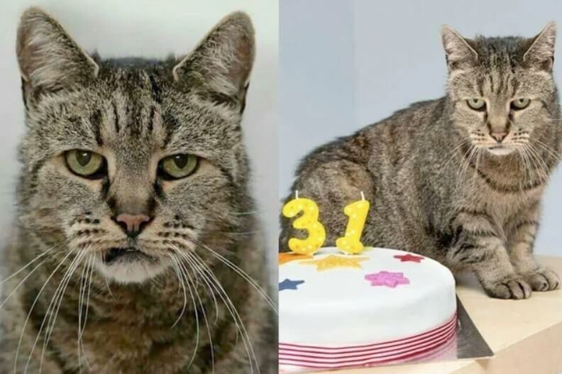 Older cat receiving care in Charlottesville VA