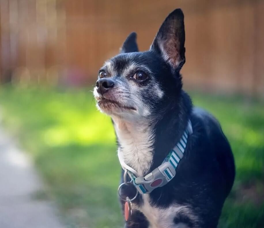 Senior small dog enjoying walk in Charlottesville, VA