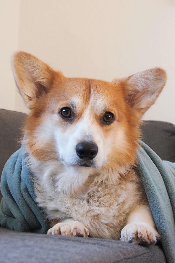 Dog relaxing comfortably at home during an in-home sitting visit in Charlottesville, VA