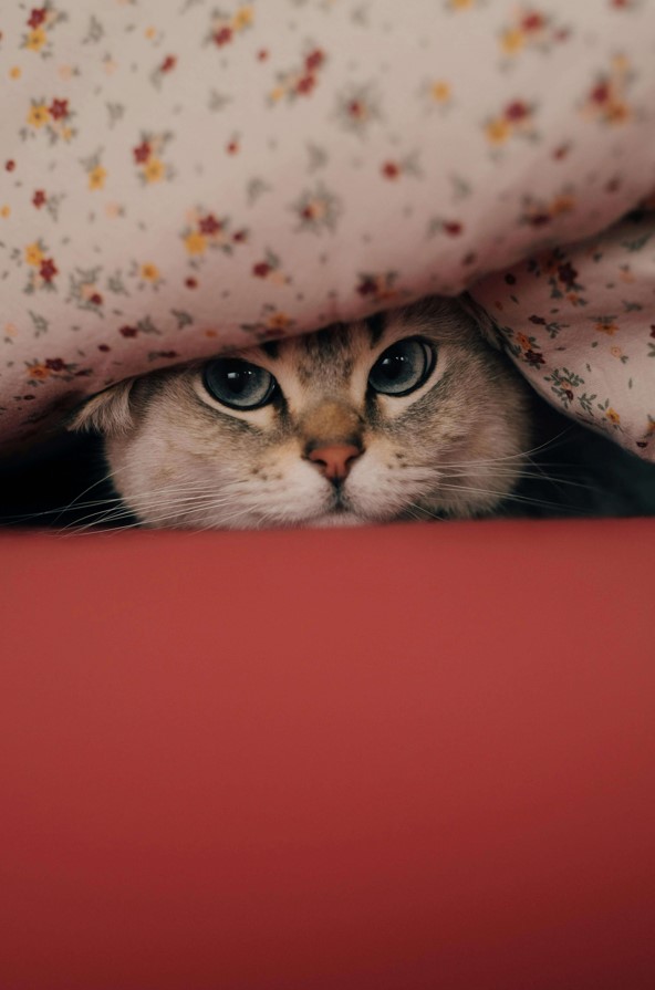 Shy cat peeking from a safe space at home in Charlottesville VA