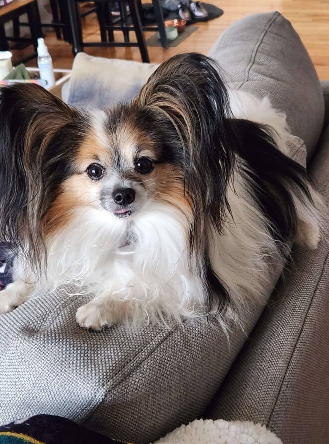 Dog relaxing comfortably during an in-home dog sitting visit in Charlottesville, VA